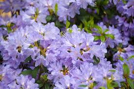 Rhododendron Blue Tit