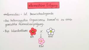 Clear explanations of natural written and spoken english. Erbgange Einfach Erklart I Inkl Ubungen