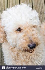 Check spelling or type a new query. White Small Curly Haired Dog