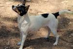 Miniature Fox Terrier Dog Breed, Characteristics, Pictures