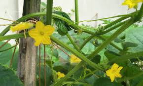Image result for how to self pollinate cucumbers