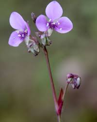 Image result for Murdannia semiteres