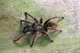 They tend to keep to themselves and will never bite or unintentionally harm their owners. 10 Best Tarantula Species To Keep As Pets