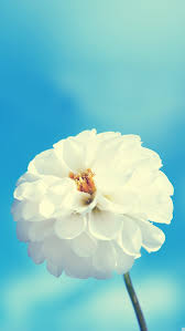 50 Iphone 5s Flower Wallpaper On Wallpapersafari