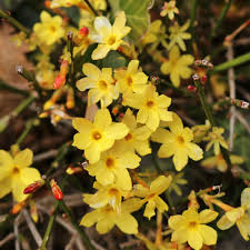 Winter Jasmin In 2020 Winter Blumen Saisonale Blumen Winterjasmin