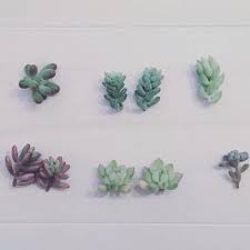 葉挿し に 挿し木 多肉植物の増やし方を知って もっと楽しも キナリノ
