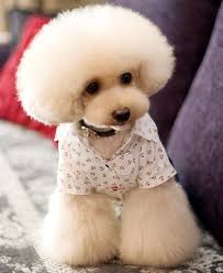 Pin By Minji Son On Cute And Lol Toy Poodle Haircut Teddy Bears Pet Groomers Funny Dog Faces