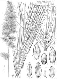 Image result for Panicum heterostachyum