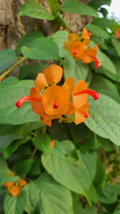 Image result for Holmskioldia