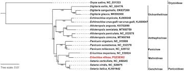 Image result for Eriochloa meyeriana