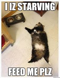 20 Hungry Memes You Ll Find Too Familiar Sayingimages Com Hungry Meme Cats Food Memes