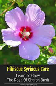 Rose Of Sharon Care How To Grow The Hibiscus Syriacus Tree Rose Of Sharon Flower Garden Plans Hibiscus