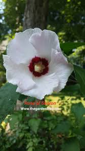 Beware of the Rose of Sharon (Althea) in your garden |