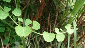 Image result for Stephania cyanantha