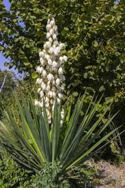 But like yucca, it grows well in hot arid areas. Tips Information About Yucca Gardening Know How