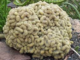 Los cactus son muy sensibles al exceso de agua; How To Grow The Brain Cactus Planting Succulents Cactus Plants Growing Succulents