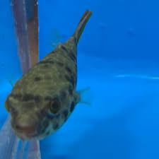 Fashion, home & garden, electronics, motors, collectibles & arts Puffers For Sale Online Exotic Fish Shop 774 400 4598