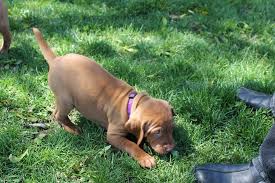 Maybe you would like to learn more about one of these? Linden S Vizslas Home Facebook