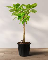 Image result for Ficus variifolia
