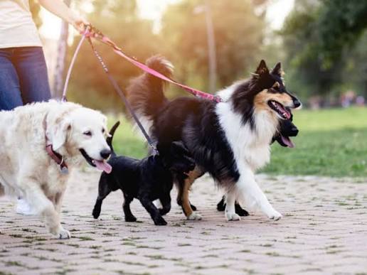 How to Become a Dog Walker? &mdash; Amenify
