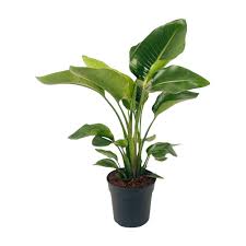 Image result for Strelitzia alba