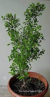 Mehndi a form of body art from ancient india, is created from the dried leaves of the henna plant and is still popular among women today. The Henna Page The Encyclopedia Of Henna Growing Henna Outside Plants Henna Plant Plants