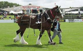 A horse is measured from the ground to its withers. Clydesdale Horse Society Of New Zealand