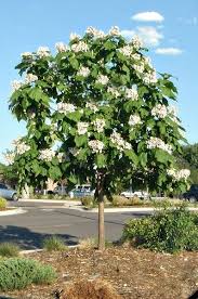 Leaves are oval with thinly pointed tips. Northern Catalpa Tree Catalpa Northern Slow To Sprout Leaves But Beautiful I Love Mine Northern Catalpa Tree Catalpa Tree Flowering Trees