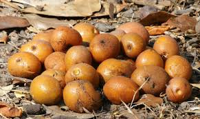 Image result for Ancylobothrys robusta