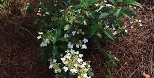 It is native to japan, china and taiwan. Hydrangea Angustipetala Nursery Management