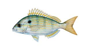 Black And White Striped Fish Florida Florida Sport Fishing Journal Online Television Fish Artificial Reef Fish Pet