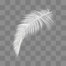 Free Download White Feather Png Image Iccpic Iccpic Com White Feathers Feather White