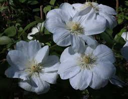 Maybe you would like to learn more about one of these? Clematis Guernsey Cream Friedrich M Westphal Clematiskulturen