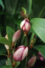 While we tend to specialize in evergreen species, we also grow & offer a nice variety of woody ornamental shrubs & trees that offer. Magnolia Figo