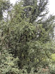 Image result for Monodora junodii