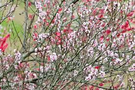 See peach tree flower stock video clips. Peach Tree Of Red Flowers Of Peach Trees And White Flowers Stock Photo Picture And Royalty Free Image Image 42628619