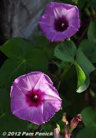 Check spelling or type a new query. Glorious Pink Native Morning Glory Digging