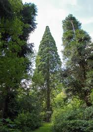 Da dieses land dadurch seine landwirtschaftliche nutzbarkeit verlor und die zunächst angepflanzten obstbäume nicht den. Botanischer Garten Loismann