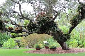 Marie Selby Botanical Gardens Sarasota Fl Selby Gardens Botanical Gardens Live Oak Trees Venice Florida