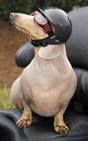 Bow Wow Part 2 Zoomer S Helmet For Biker Dogs Biker Dog Dachshund Love Funny Dog Pictures