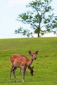Sika Deer 04 Animals Beautiful Cute Animals Animals Wild