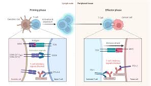 Image result for Immune Checkpoint Inhibitor