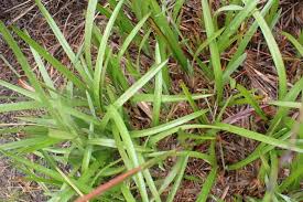 Image result for Digitaria atrofusca