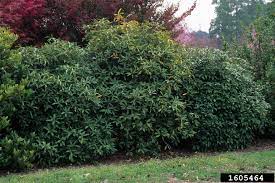 Treatment appears in fna volume 3. Florida Anisetree Illicium Floridanum Illiciales Illiciaceae 1605464