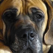 But dogs have had more mixed success in carefully controlled studies, where samples from healthy people and sick people have been mixed. Symptoms Of End Stage Lung Cancer In Dogs Dog Discoveries