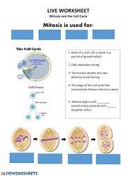 › the cell cycle worksheet answers. Live Work Sheet Mitosis And Cell Division Worksheet