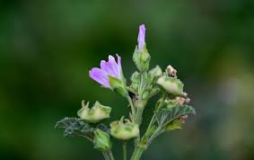 Image result for Malva neglecta
