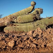 Sss better drive the speed limit. Tribal Nation Condemns Desecration To Build Border Wall The New York Times