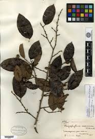 Image result for Chrysophyllum gorungosanum