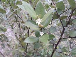 Image result for Paropsia